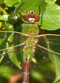 Green Darner